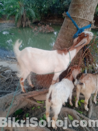 ছাগল বিক্রি